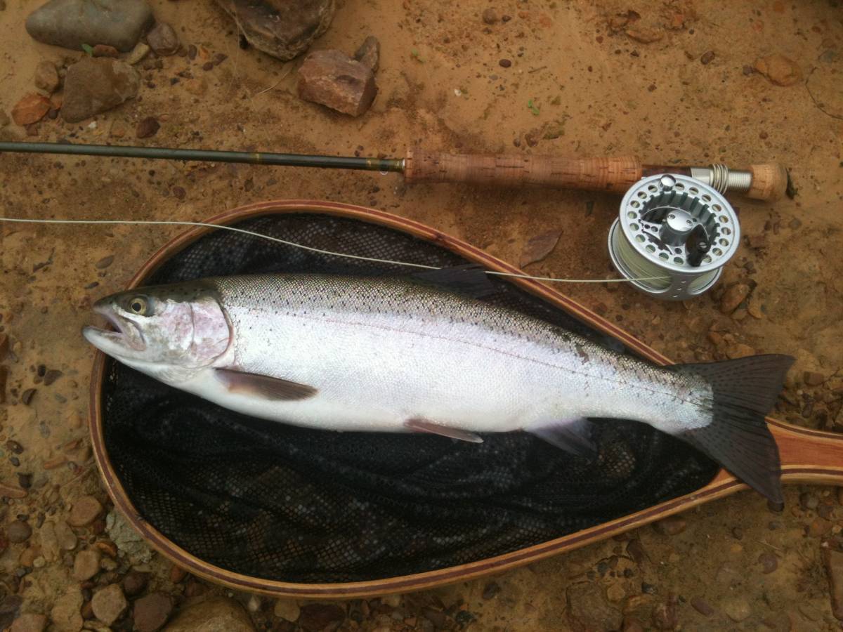Trout Fishing Blue Mountains Freshwater Fishing Reports DECKEE